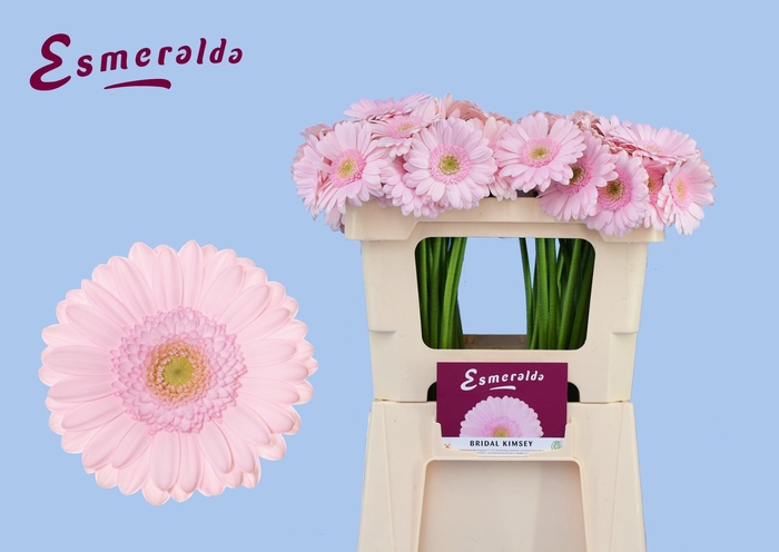 <h4>GE MI BRIDAL KIMSEY</h4>