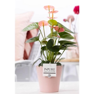 Anthurium pink (Spirit) in P&PURE Ruby cer. pink