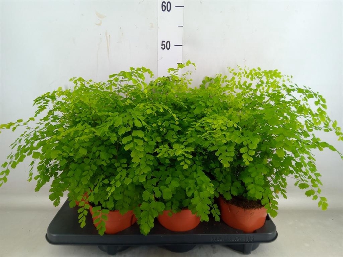 <h4>Adiantum raddi. 'Fragrans'</h4>
