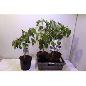 arr8 Ficus Carica