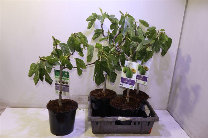 <h4>arr8 Ficus Carica</h4>