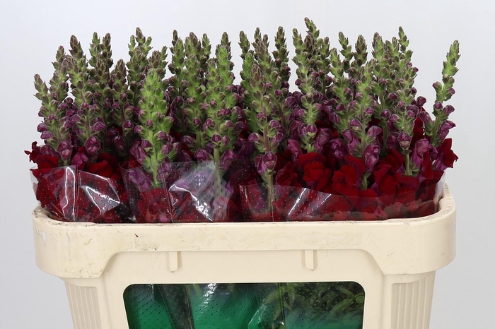 <h4>Antirrhinum Maryland Red</h4>