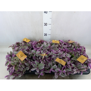 Tradescantia cerinth. 'Sweetness'