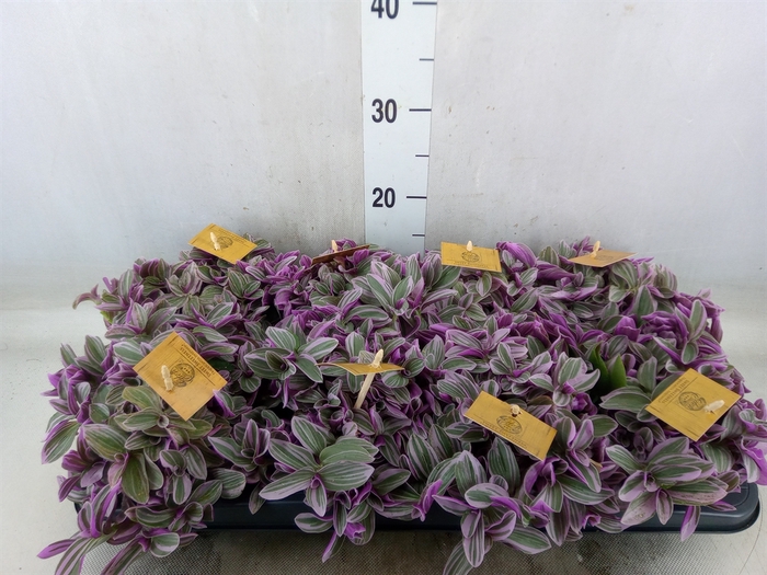 <h4>Tradescantia cerinth. 'Sweetness'</h4>