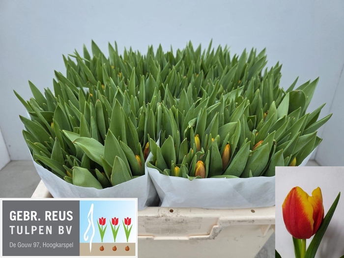 <h4>TU EN DOW JONES</h4>