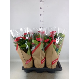 Anthurium andr. 'FC Alma'