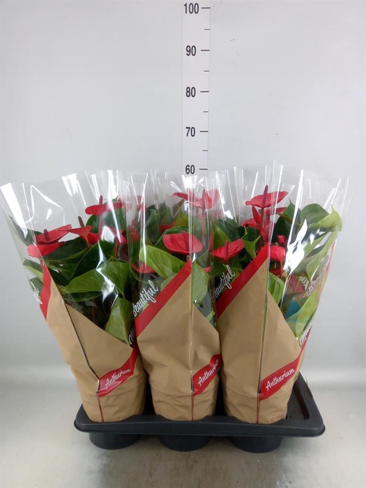 <h4>Anthurium andr. 'FC Alma'</h4>
