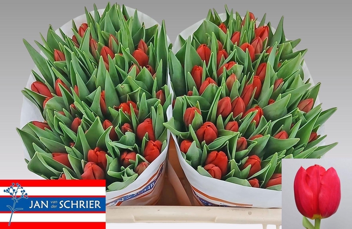 <h4>TU EN RED STONE</h4>