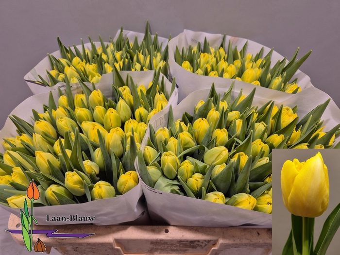 <h4>TU DU MARIE JO</h4>