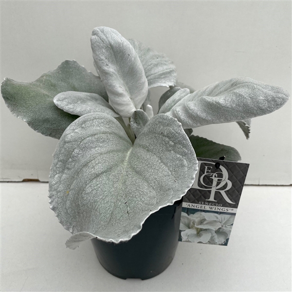 <h4>Senecio 'Angel Wings'</h4>