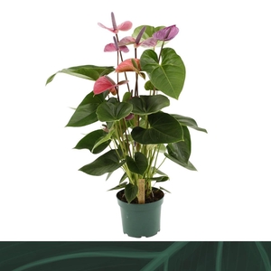 Anthurium Cavalli 17cm