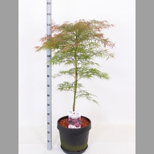 ACER PA GARNET