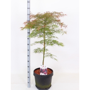ACER PA GARNET