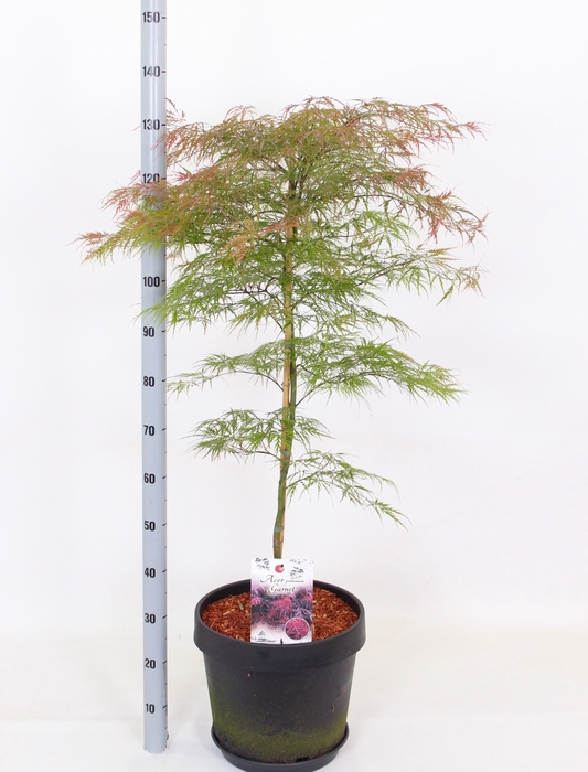 ACER PA GARNET