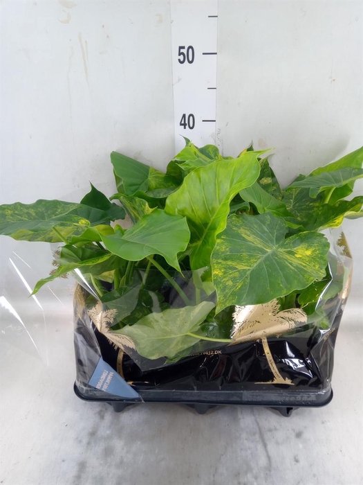 <h4>Alocasia   ...</h4>