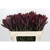 Leucadendron Saf Sunset Dark R.