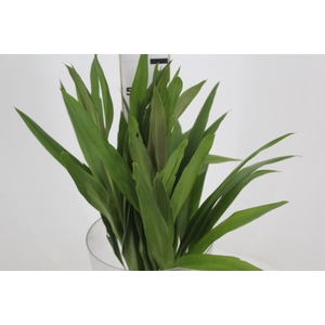 FOLH DRACENA POA FOLHA FINA