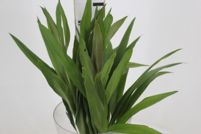 <h4>FOLH DRACENA POA FOLHA FINA</h4>