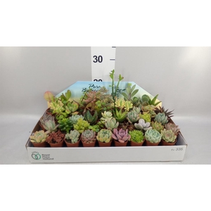 Succulents   ...