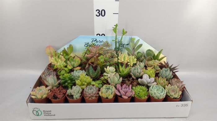 <h4>Succulents   ...</h4>