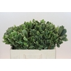 Pittosporum Ilan