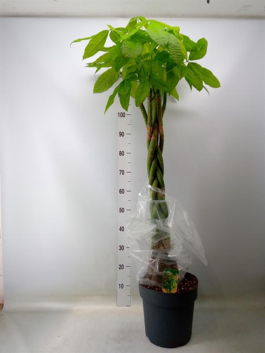 <h4>Pachira aquatica</h4>