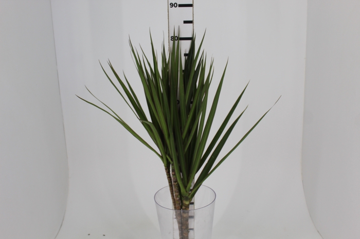 <h4>FOLHAGEM DRACENA TRICOLOR</h4>