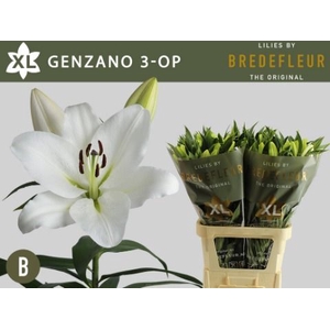 Li Or Genzano 3+ Bredefleur