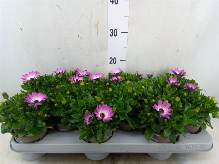 <h4>Osteospermum  'FlowPow Light Pink'</h4>