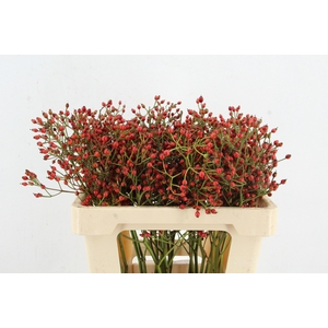 ROSA MAG RED CASCADE 55CM