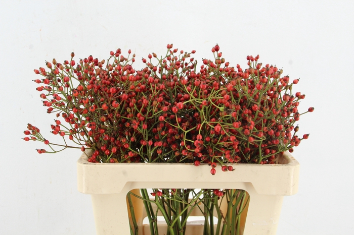 <h4>ROSA MAG RED CASCADE 55CM</h4>