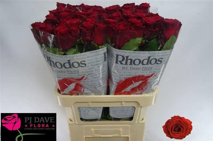 <h4>Rosa large rhodos</h4>