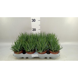 Aloe humilis