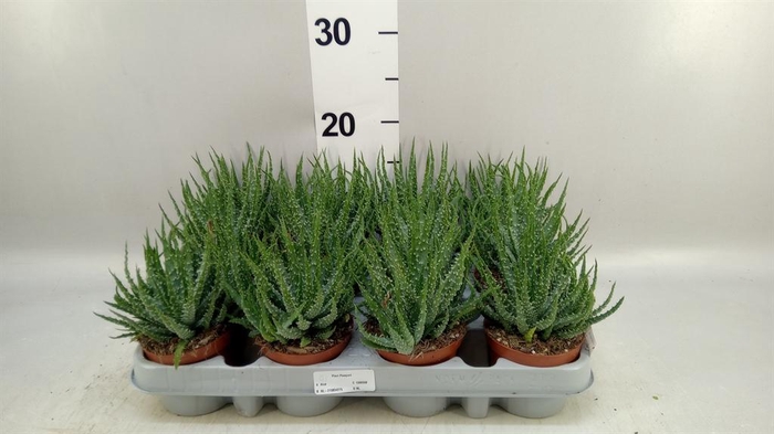 <h4>Aloe humilis</h4>