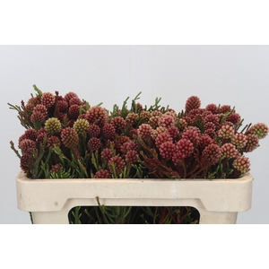Kaaps Groen Brunia Fraga (Clusterstar Raspberry)