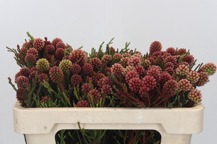 <h4>Kaaps Groen Brunia Fraga (Clusterstar Raspberry)</h4>