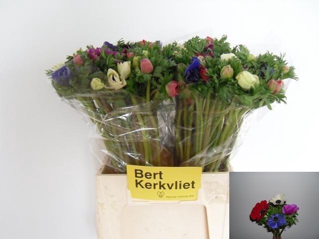 <h4>Anem Co Carmel Gem</h4>