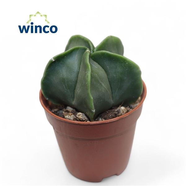 <h4>Astrophytum myriostigma</h4>