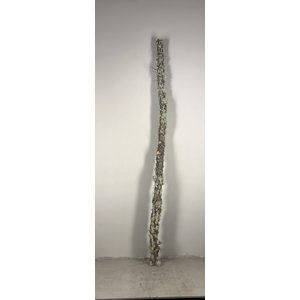 Oak Trunk W/Moss 200cm Ø 5-9c