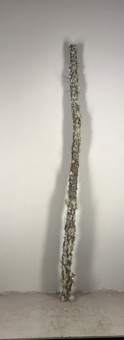 <h4>Oak Trunk W/Moss 200cm Ø 5-9c</h4>