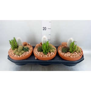 Arr. Cactus L%