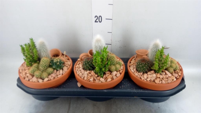 <h4>Arr. Cactus L%</h4>