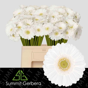 Germini Lobby Water