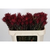 Leucadendron Blush Spray