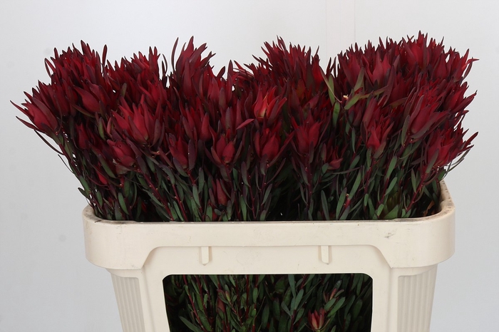 Leucadendron Blush Spray