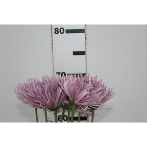 ANASTASIA CIPRIA 070 CM