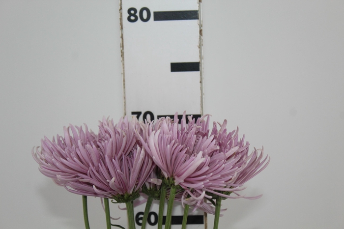 <h4>ANASTASIA CIPRIA 070 CM</h4>