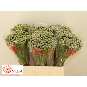 BRUN AYOBA SILV MOON