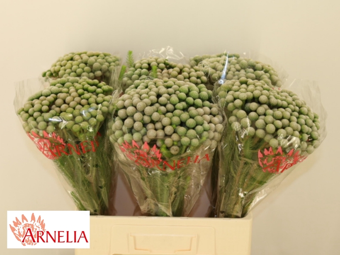 <h4>BRUN AYOBA SILV MOON</h4>