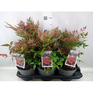 Nandina domestica 'Obsessed'